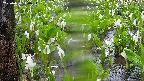 mizubasho4-20250420110053.jpg