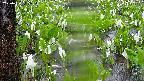 mizubasho4-20250420115053.jpg