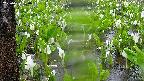mizubasho4-20250420120056.jpg