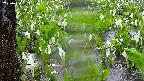 mizubasho4-20250420123103.jpg