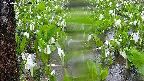mizubasho4-20250420124055.jpg