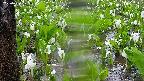 mizubasho4-20250420125056.jpg