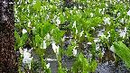 mizubasho4-20250420150059.jpg