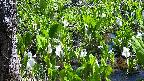 mizubasho4-20250422100053.jpg