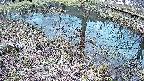 mizubasho6-20250404162029.jpg