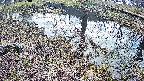 mizubasho6-20250405070032.jpg