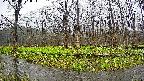 mizubasho6-20250420071027.jpg
