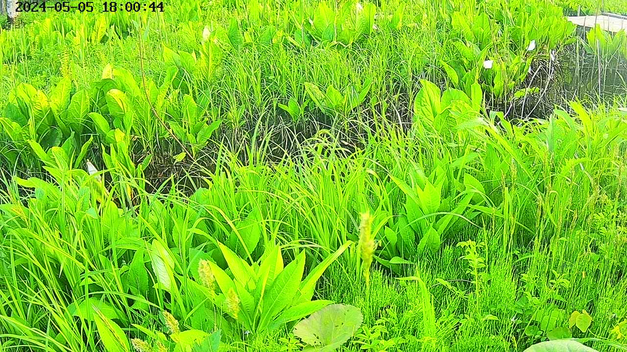 mizubasho7-20240505180051.jpg