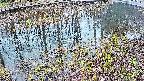 mizubasho7-20250404055041.jpg
