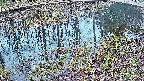 mizubasho7-20250405052044.jpg