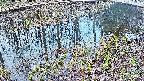 mizubasho7-20250405054042.jpg