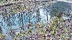 mizubasho7-20250405061043.jpg