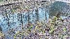 mizubasho7-20250405091041.jpg