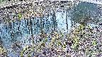 mizubasho7-20250405093043.jpg