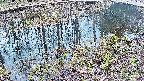 mizubasho7-20250405094042.jpg