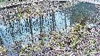 mizubasho7-20250405095042.jpg