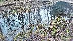 mizubasho7-20250405120044.jpg