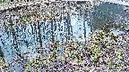 mizubasho7-20250405131042.jpg