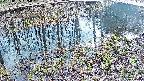 mizubasho7-20250405155042.jpg