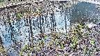 mizubasho7-20250405161042.jpg