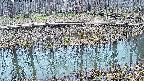 mizubasho7-20250406111042.jpg