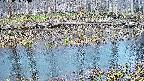 mizubasho7-20250406170042.jpg
