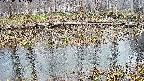mizubasho7-20250406172041.jpg