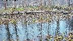 mizubasho7-20250406174044.jpg