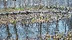 mizubasho7-20250407051042.jpg