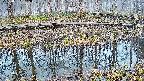 mizubasho7-20250407052040.jpg