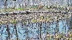 mizubasho7-20250407053041.jpg