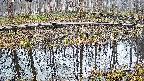 mizubasho7-20250407055044.jpg