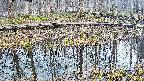 mizubasho7-20250407065044.jpg