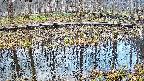 mizubasho7-20250407073041.jpg