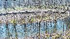 mizubasho7-20250407103044.jpg