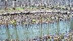 mizubasho7-20250407105042.jpg