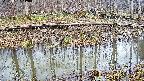 mizubasho7-20250407110040.jpg