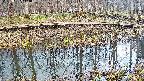 mizubasho7-20250407113043.jpg
