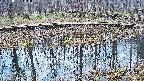 mizubasho7-20250407114040.jpg
