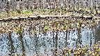mizubasho7-20250407115043.jpg