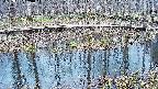 mizubasho7-20250407120043.jpg