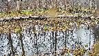 mizubasho7-20250407124040.jpg