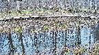 mizubasho7-20250407145040.jpg