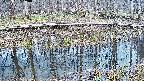 mizubasho7-20250407160044.jpg