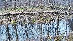 mizubasho7-20250407162043.jpg