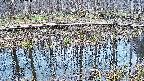 mizubasho7-20250407163043.jpg