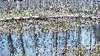 mizubasho7-20250407164041.jpg