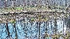 mizubasho7-20250407172042.jpg