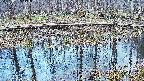 mizubasho7-20250407173041.jpg