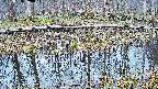 mizubasho7-20250408060047.jpg